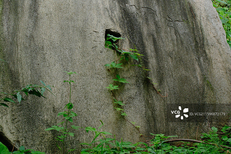 河北美院绿化。绿色植物。欧式城堡。园林景观设计。校园风光图片素材