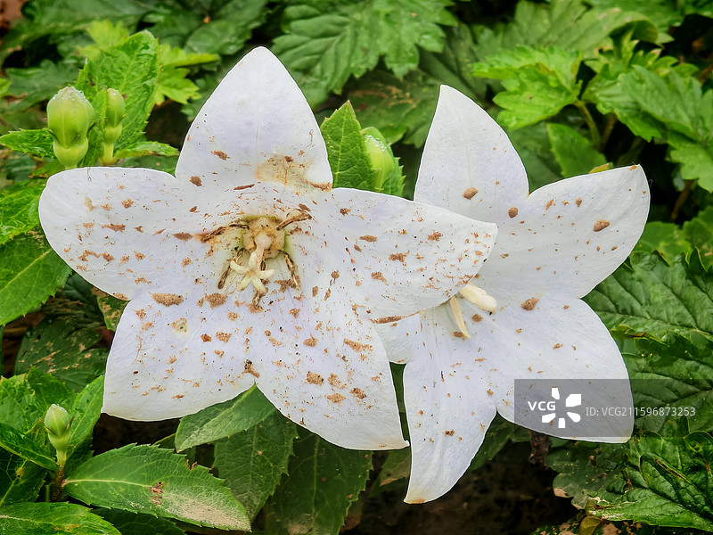 白色桔梗花，五角星形的白色花朵图片素材