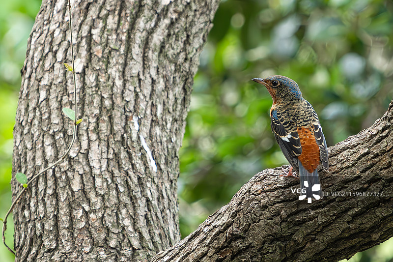 白喉矶鸫图片素材