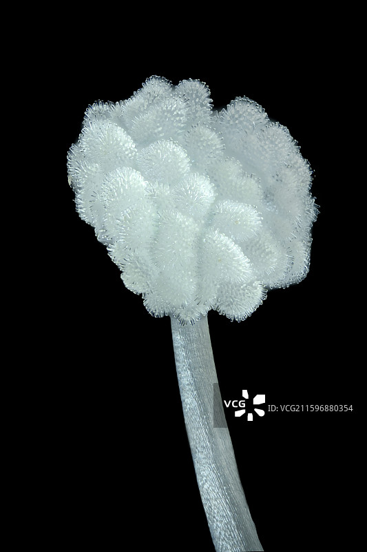 紫色牵牛花的花蕊图片素材