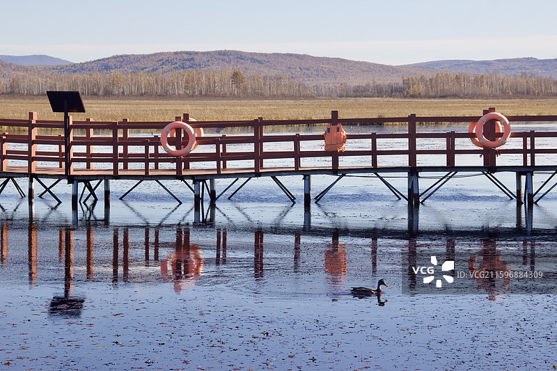 湿地 公园 伊春 小兴安岭 新青国家湿地公园 观光长廊 风景 秋天图片素材