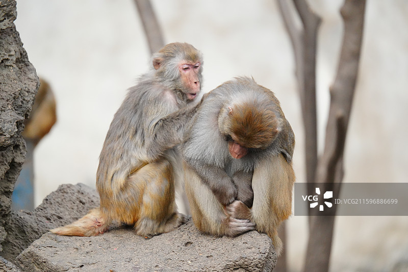 猕猴，也叫恒河猴图片素材