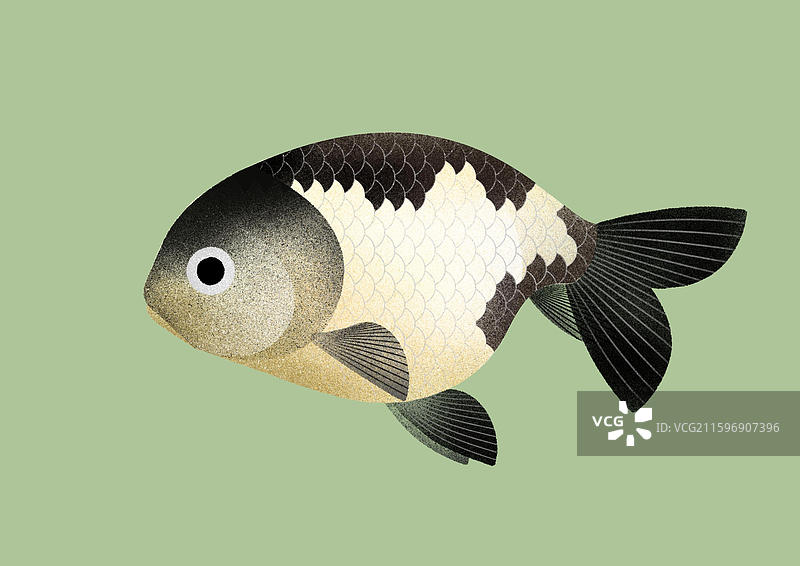 金鱼 蛋种鱼图片素材