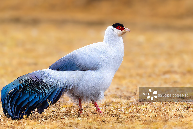白马鸡图片素材