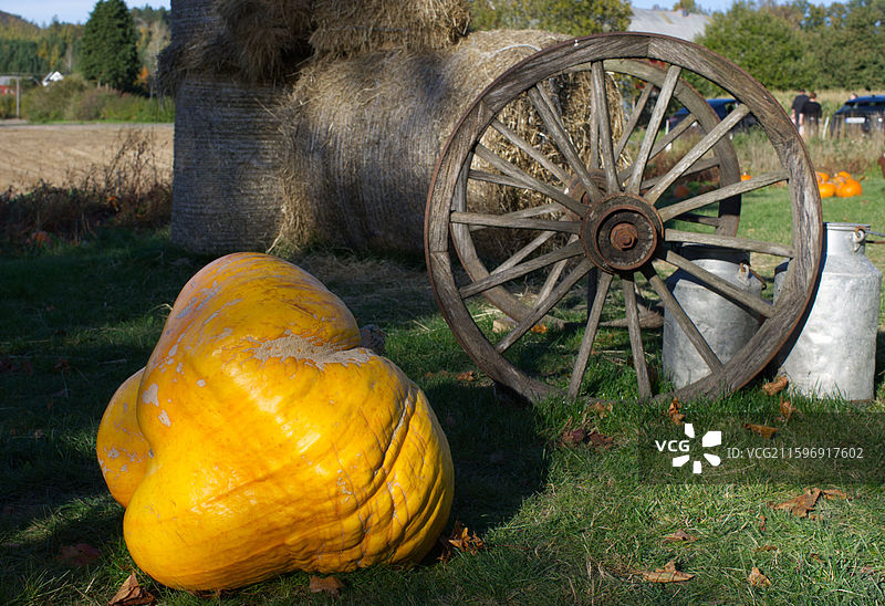 巨型南瓜图片素材
