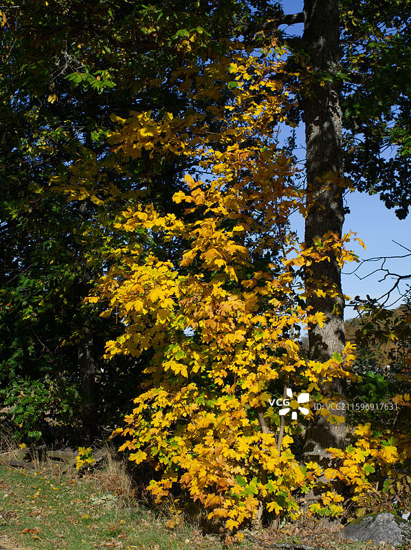 秋天金黄的树叶图片素材