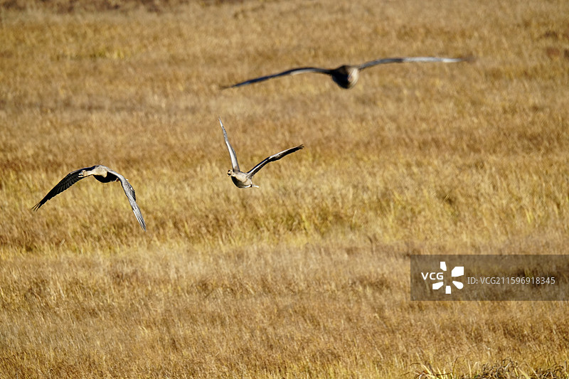 霜降 节气 草原 湿地 飞翔 鸟类图片素材