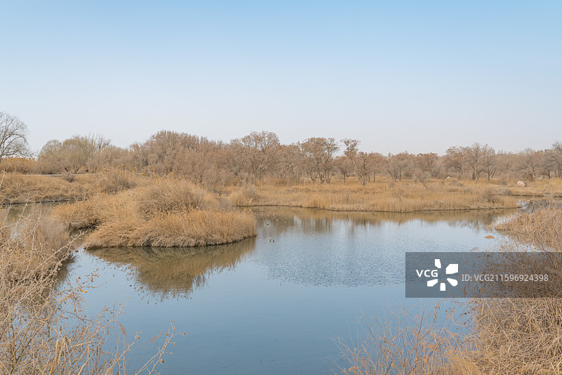 新疆金湖杨国家森林公园图片素材