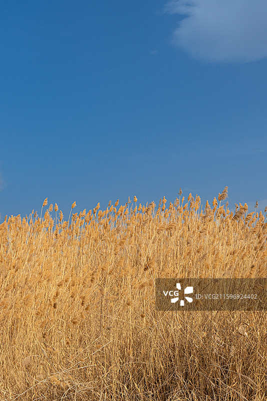 新疆金湖杨国家森林公园图片素材