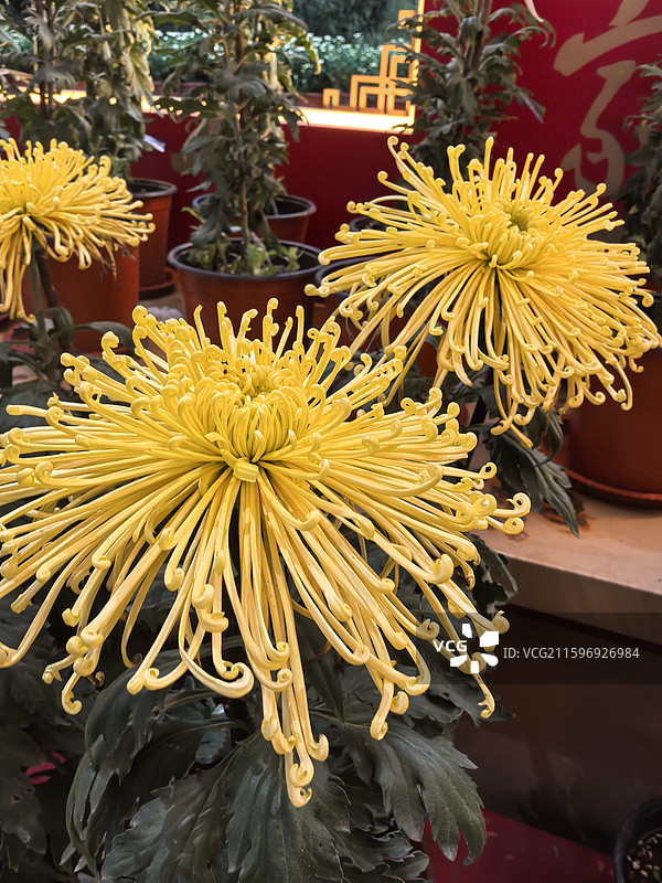 开封 翰园碑林 菊花展 菊花图片素材