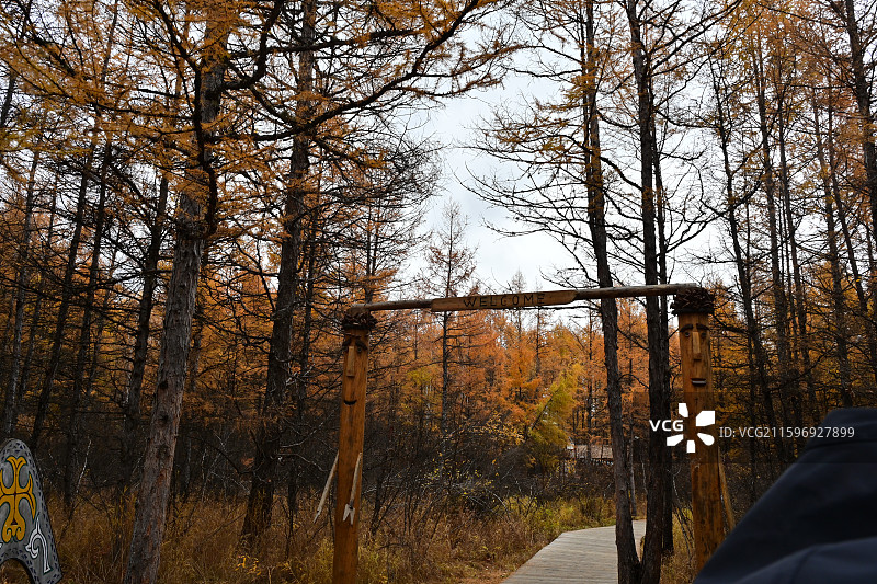 敖鲁古雅使鹿部落森林驯鹿游猎文化图片素材