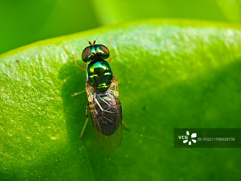 一只丝光绿蝇微距特写图片素材
