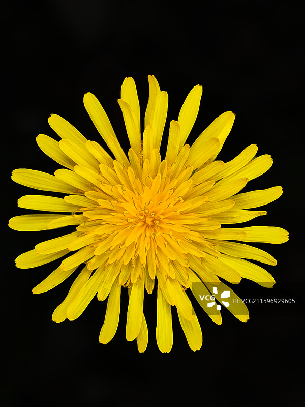 一株黄鹌菜的黄花微距特写图片素材