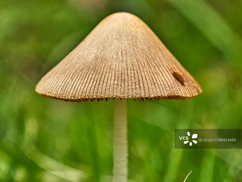 一株黄盖小脆柄菇微距特写图片素材