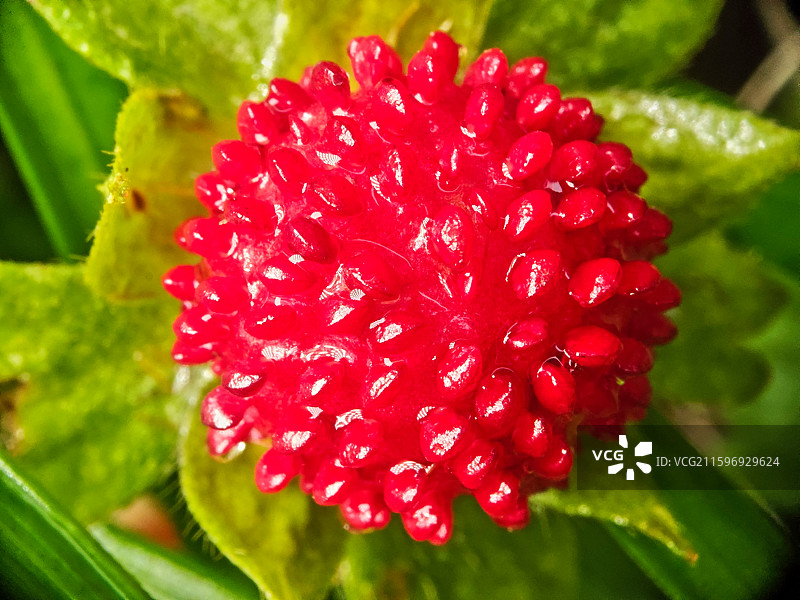 一颗红色蛇莓微距特写图片素材