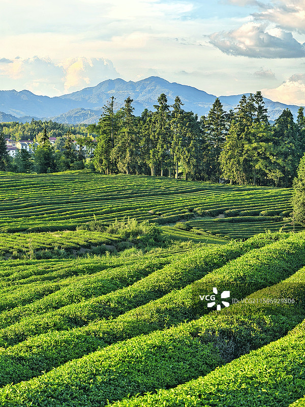 江西景德镇市浮梁县寒溪村田原风景图片素材