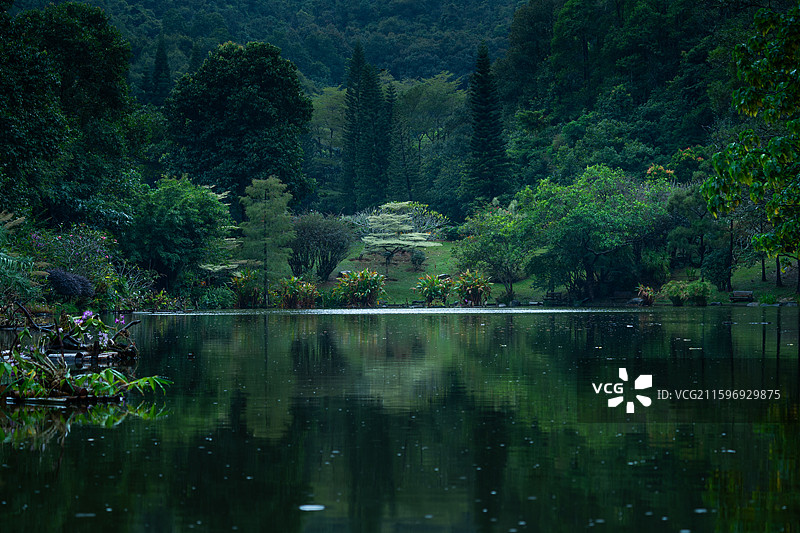 深圳仙湖植物园桫椤湖图片素材