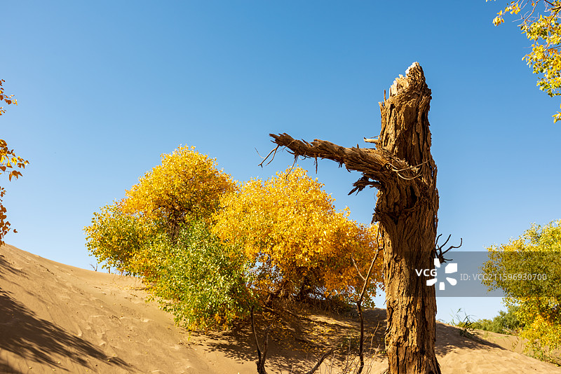 黑城弱水胡杨林图片素材