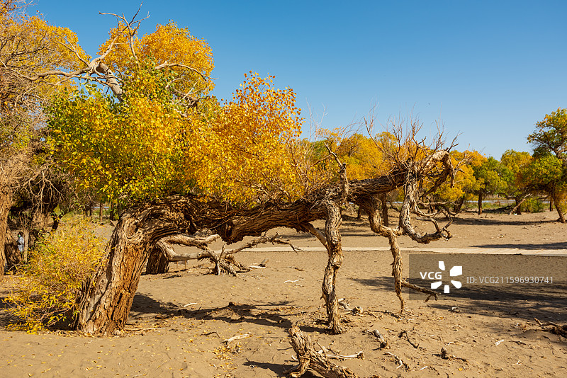 黑城弱水胡杨林图片素材