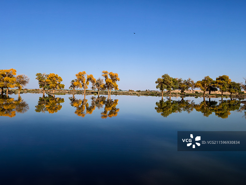 黑城弱水胡杨林图片素材