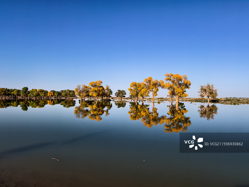黑城弱水胡杨林图片素材
