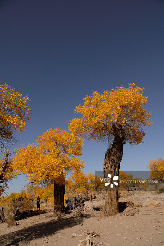 黑城弱水胡杨林图片素材