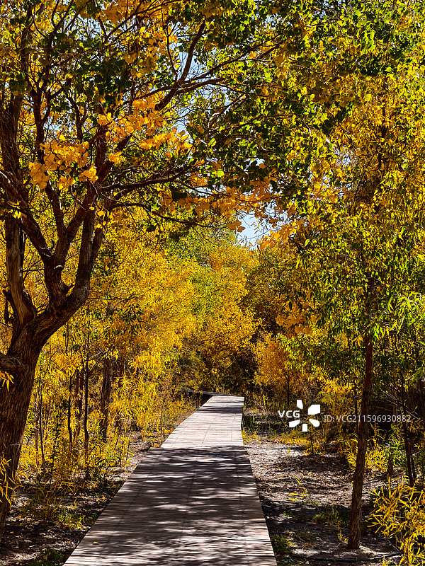 黑城弱水胡杨林图片素材