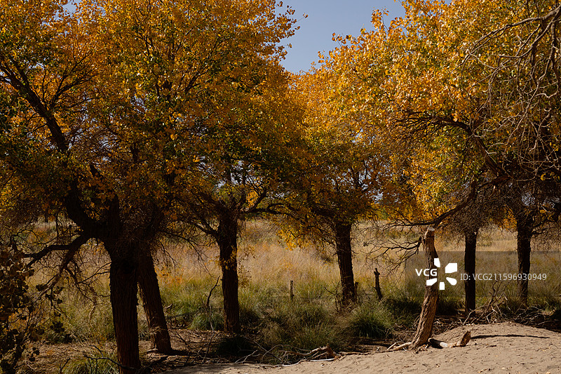 黑城弱水胡杨林图片素材
