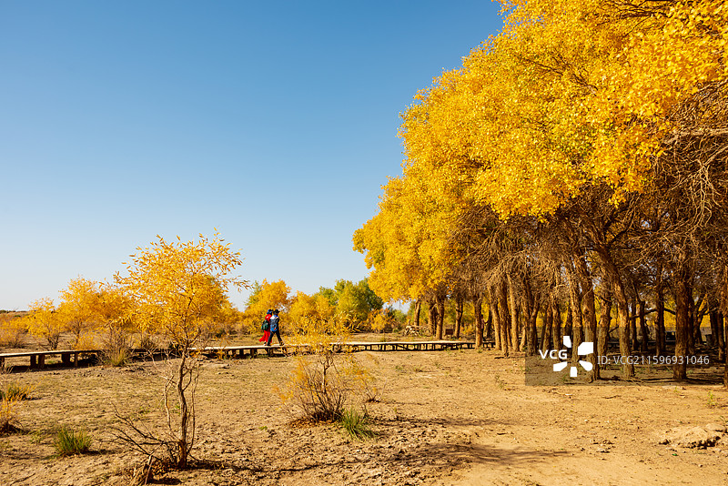黑城弱水胡杨林图片素材