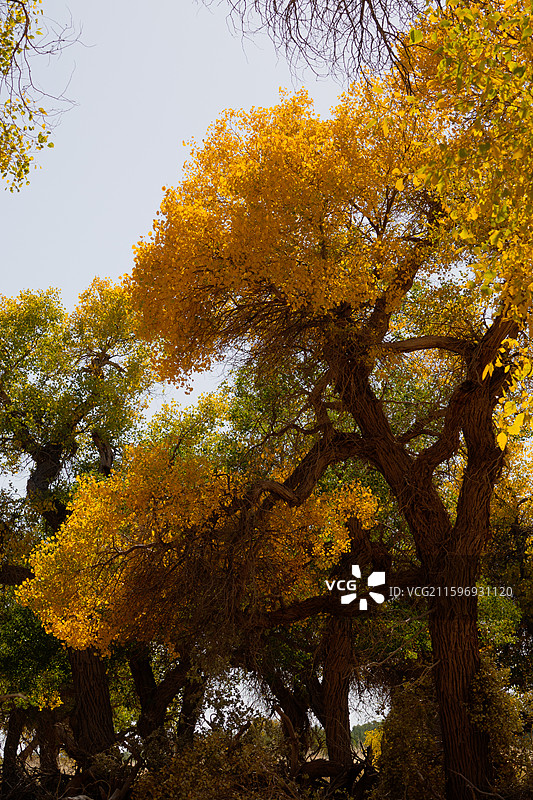 黑城弱水胡杨林图片素材
