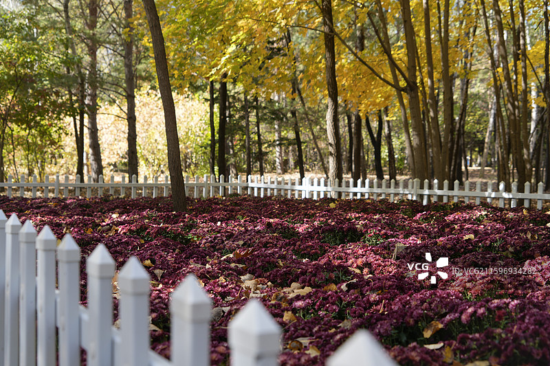 大庆：秋色（3）图片素材