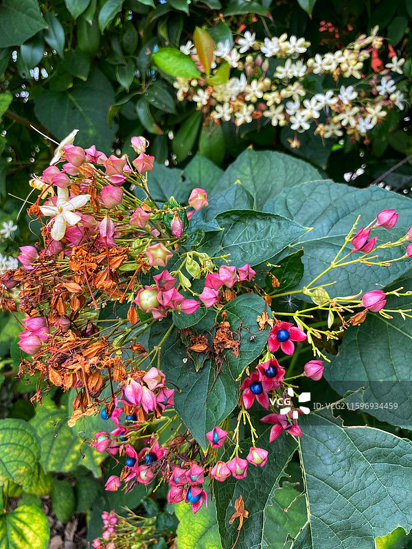 地名花——海州常山图片素材