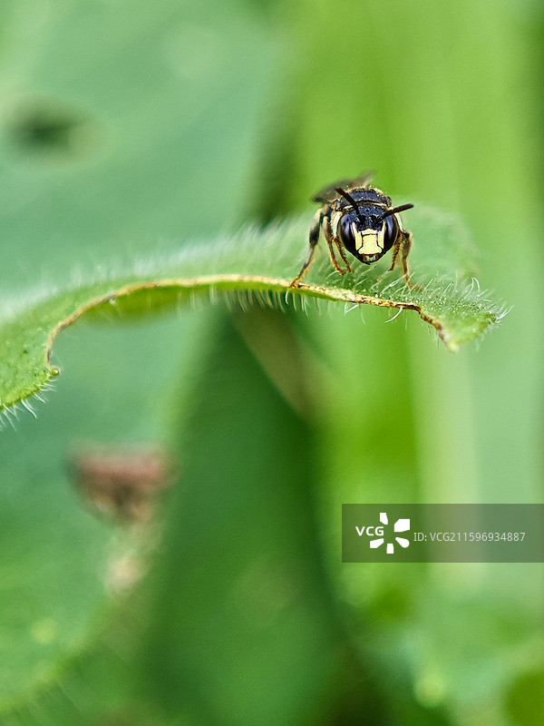 一只切叶蜂微距特写图片素材