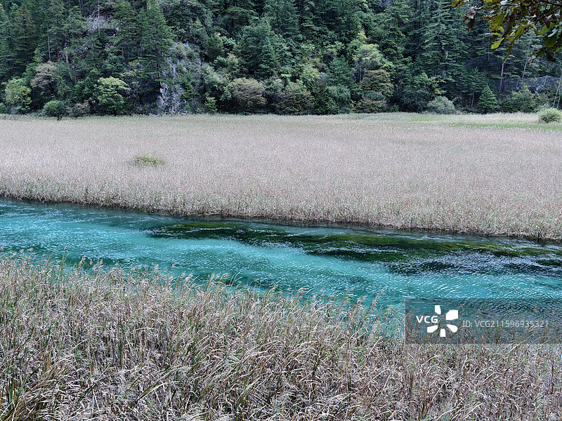 九寨沟芦苇海图片素材
