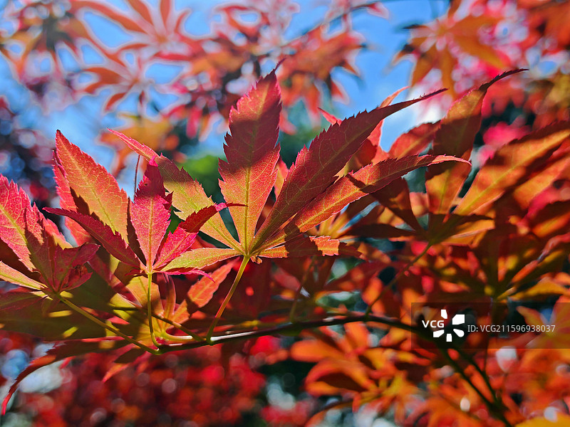 蓝天白云红叶（秋天的鸡爪槭）图片素材