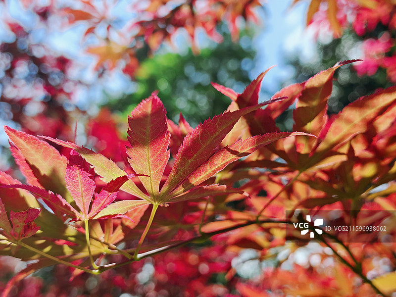 蓝天白云红叶（秋天的鸡爪槭）图片素材