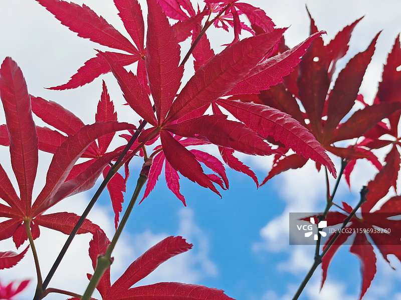 蓝天白云红叶（秋天的鸡爪槭）图片素材