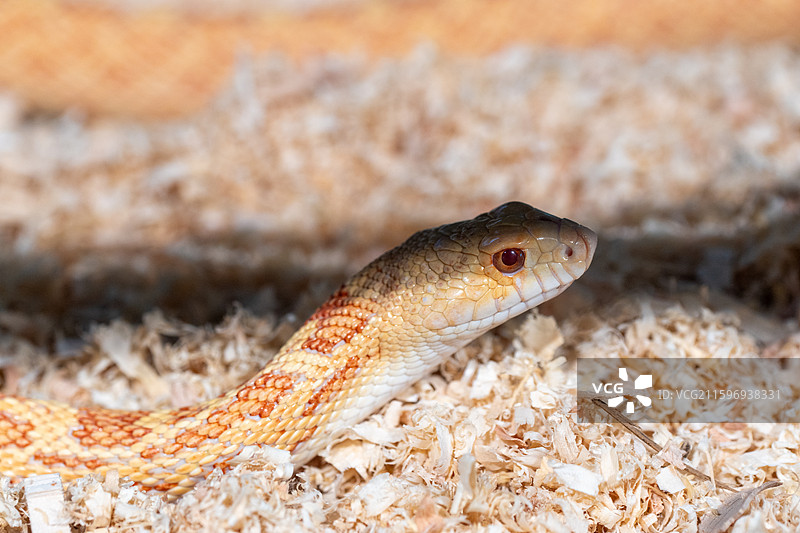 北美牛蛇图片素材