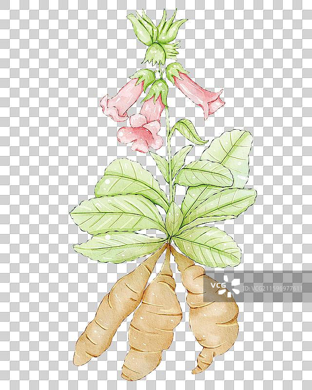 中药地黄插画图片素材