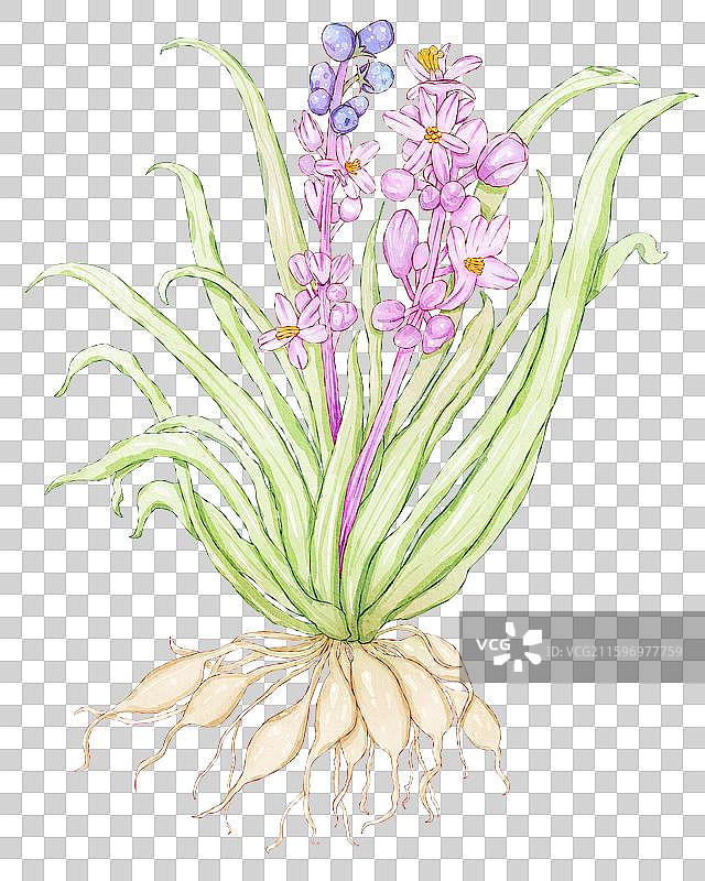 中药麦冬插画图片素材