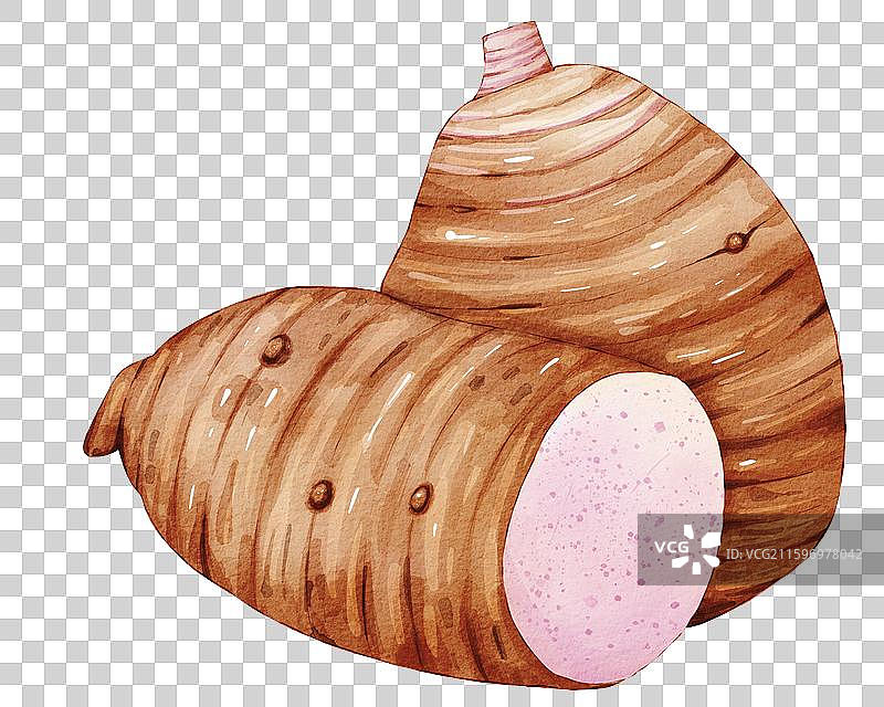 芋头插画图片素材