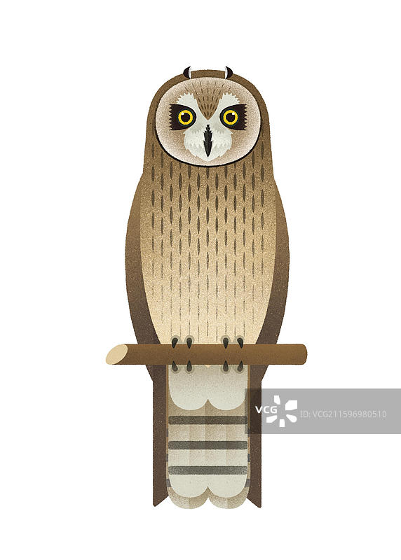 短耳鸮 猫头鹰图片素材