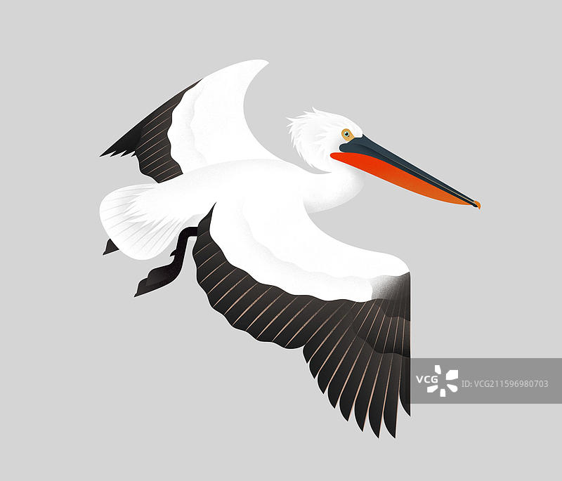 卷羽鹈鹕图片素材