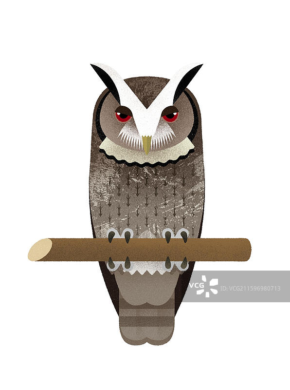 领角鸮 猫头鹰图片素材