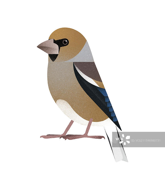 锡嘴雀图片素材