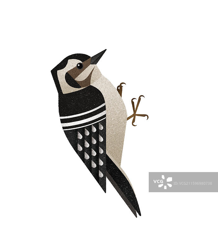 星头啄木鸟图片素材