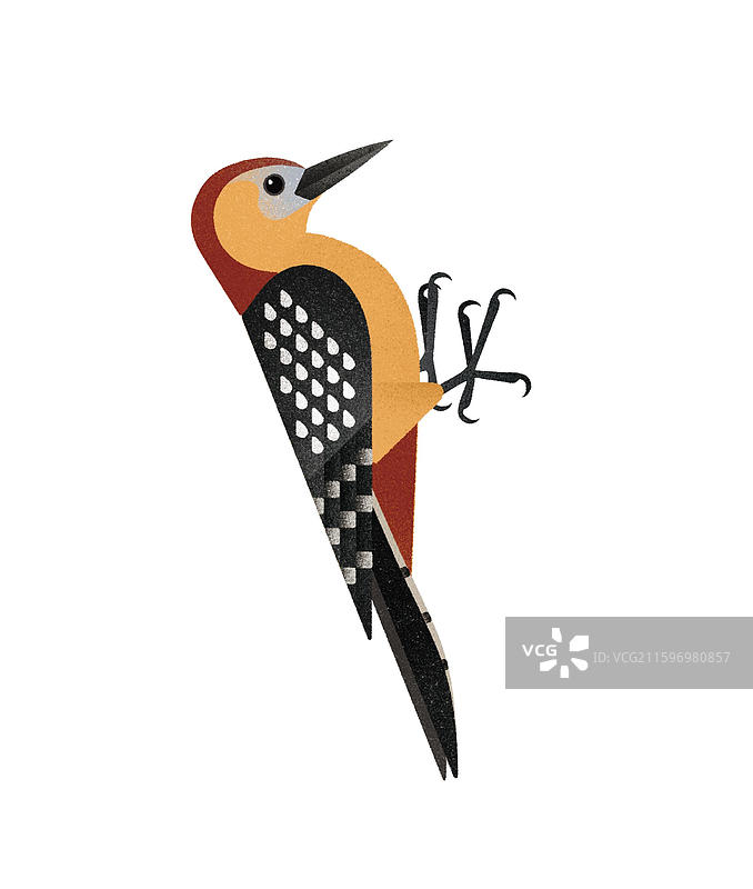 棕腹啄木鸟图片素材