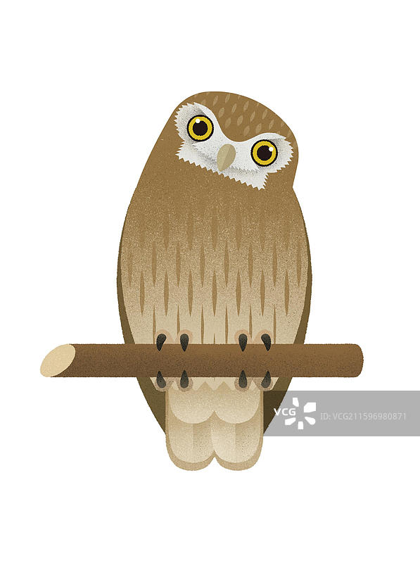 纵纹腹小鸮 猫头鹰图片素材