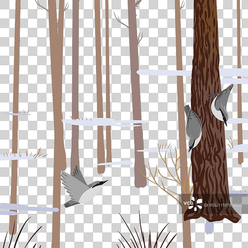 冬季森林中的画眉鸟素描图片素材