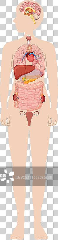 人体内部器官的详细图解图片素材